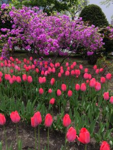 西１南側　チューリップ・ヨドガワツツジ